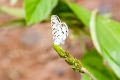 LYCAENIDAE, (Polymmatinae)